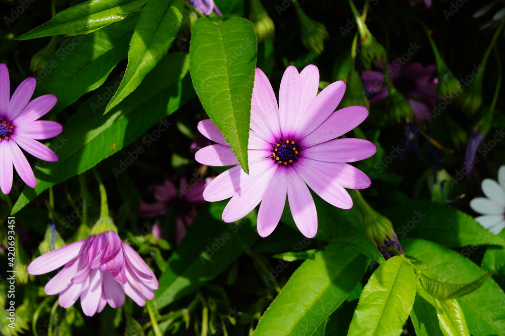 Frühlingsblume Frühlingsblume