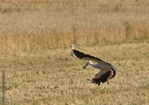stork with prey in the stubble field