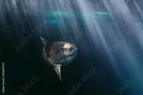 Ocean sunfish swimming in deep water photo