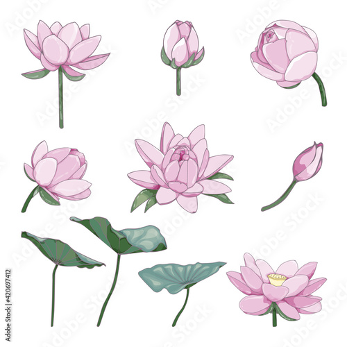 Water lily set. Collection floral decorative design elements for wedding invitations and birthday cards. Flowers, leaves and buds.