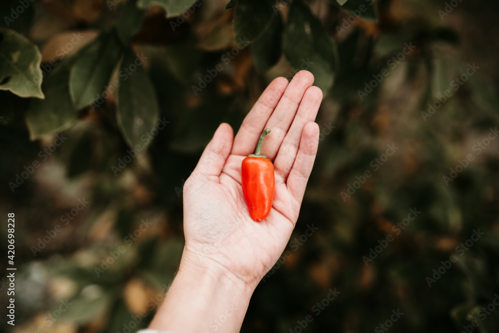 hand with pepper hand with pepper