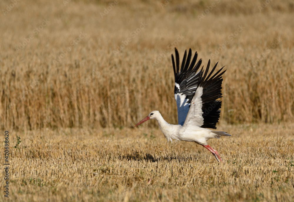 Fototapeta premium stork in the stubble field
