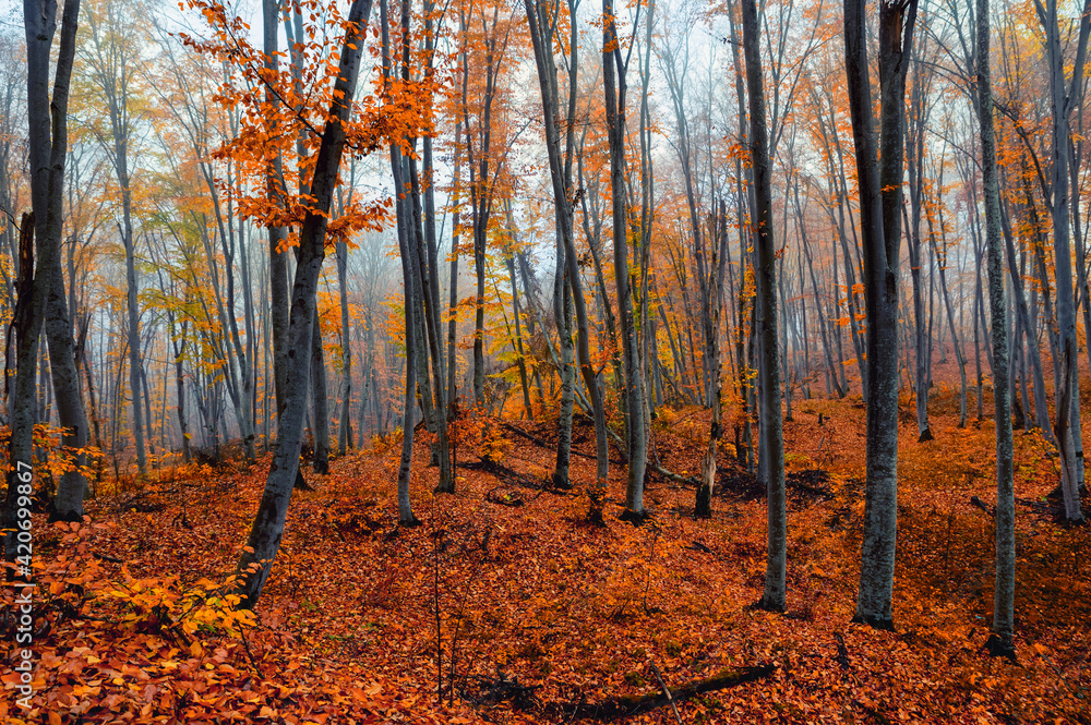 Fototapeta premium Fantasy foggy forest trees in the autumn mountains