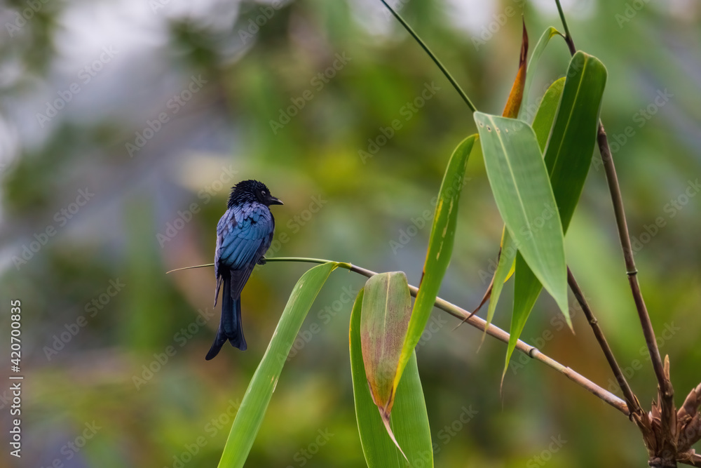 Fototapeta premium Black Drongo (Dicrurus macrocercus) in nature