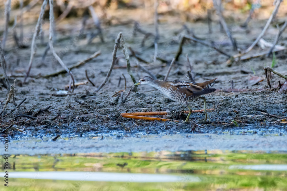 Fototapeta premium Close up of a little crake or Zapornia parva runnning in reed