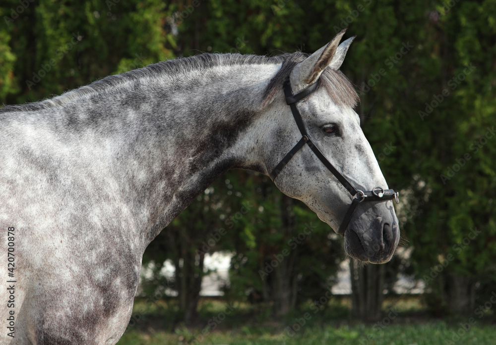 Andalusian horse portrait against  dark stable background
