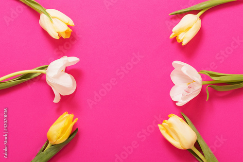 Fototapeta Naklejka Na Ścianę i Meble -  yellow  tulips on pink paper background