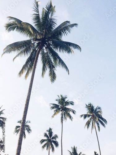 coconut tree and blue sky © Usamah
