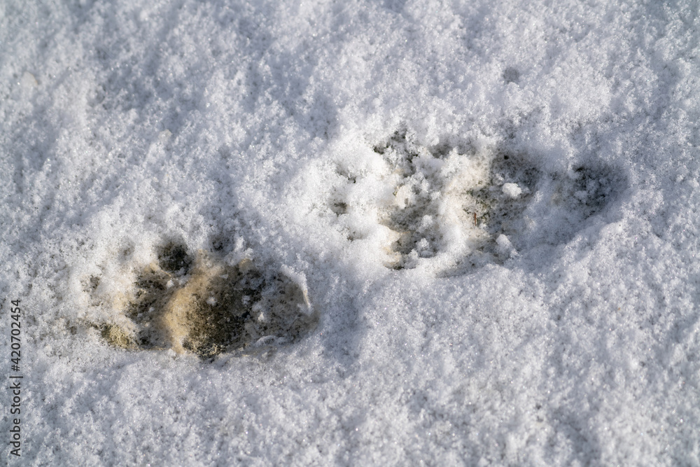 Badger Tracks In Snow Badger Tracks In Snow