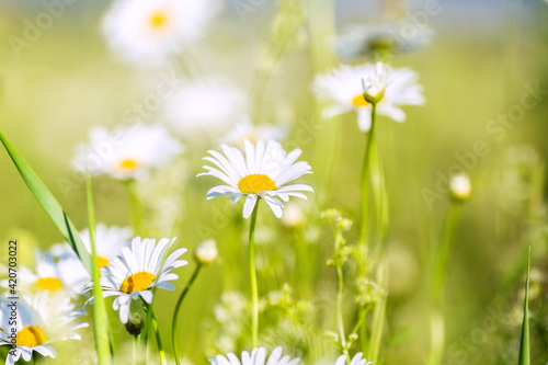 White daisies with yellow middle on the field on a sunny day.