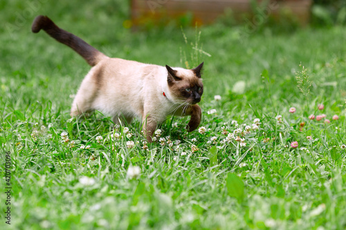 A white cat walks through the garden among the young green grass. © Ekaterina Kolomeets