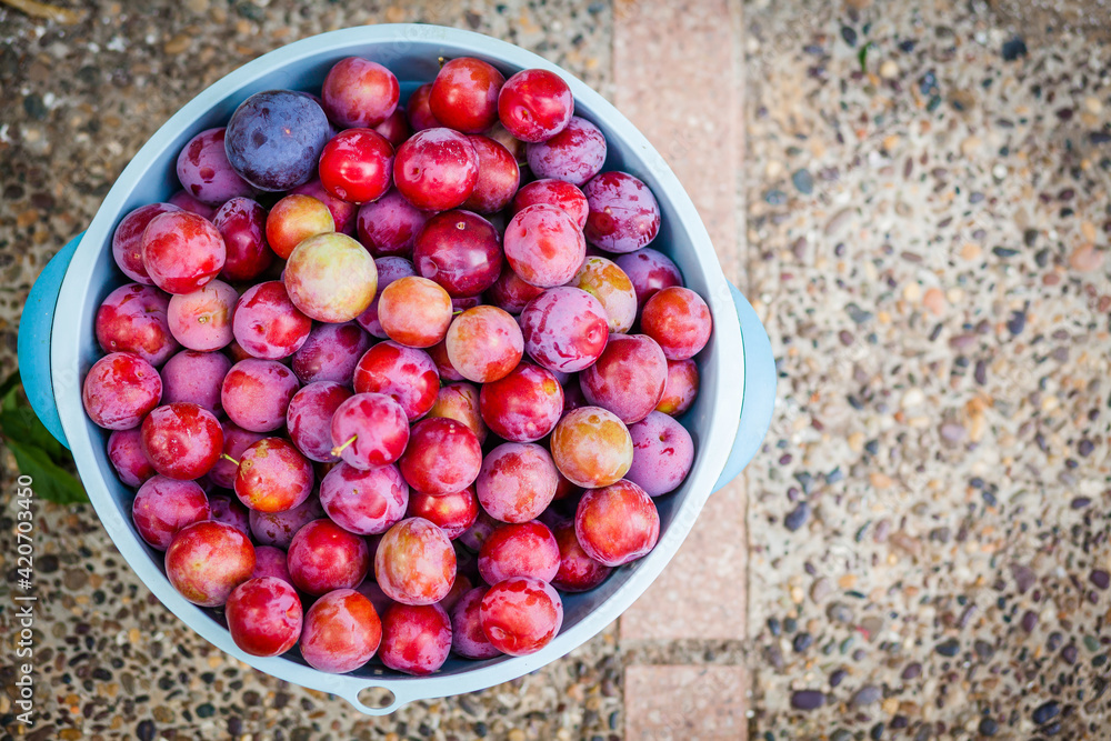 Fresh and ripe plums in a plastic container Fresh and ripe plums in a plastic container