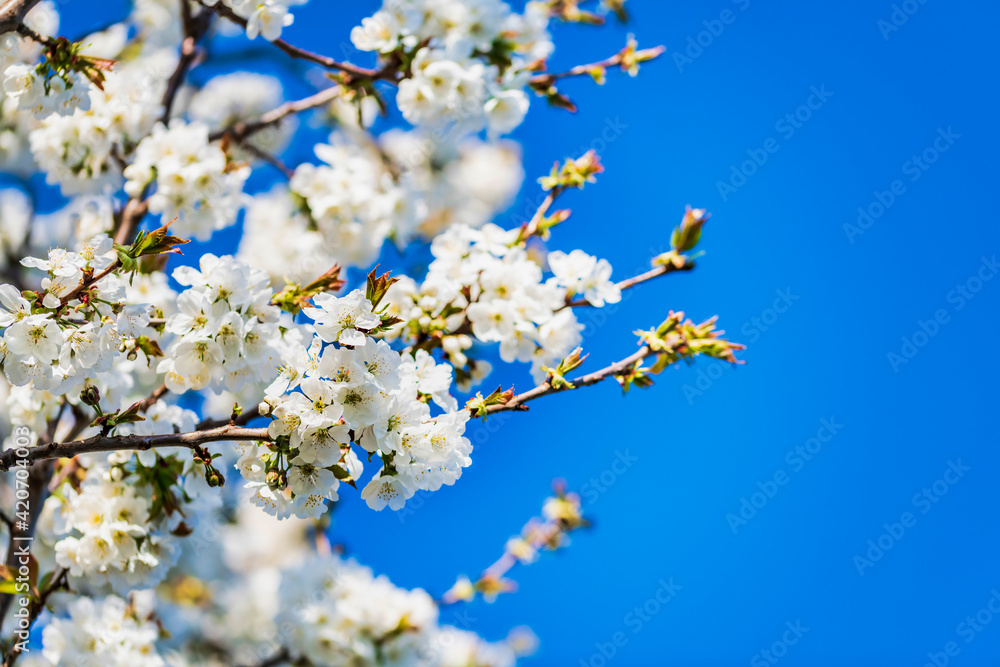 Spring. Explosion of life in the nature and in the ancient villages. Spring. Explosion of life in the nature and in the ancient villages.