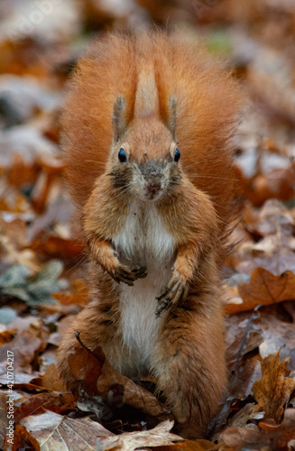 ruda wiewiórka  © Dariusz Grochal 