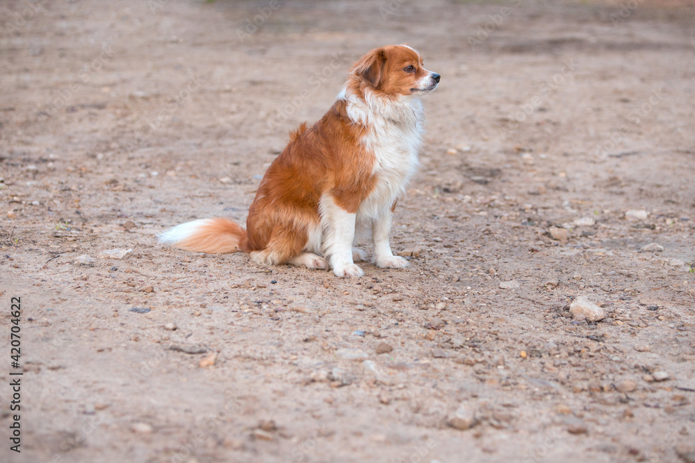 foxy dog sitting on the road and looks for his owner in summer morning foxy dog sitting on the road and looks for his owner in summer morning