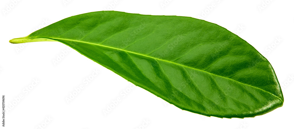 Obraz premium mango leaves isolated on white background. clipping path