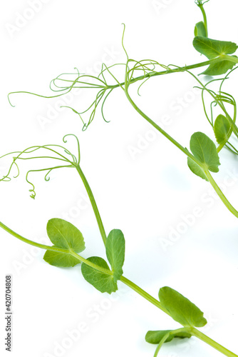 pea sprouts with tendrils lying flat