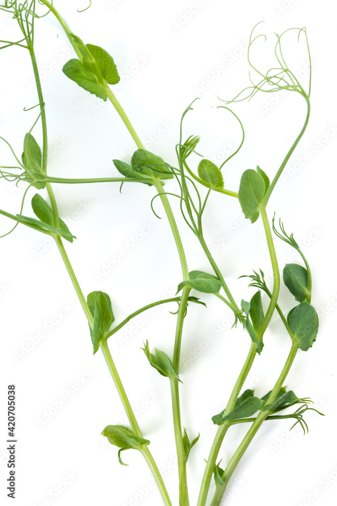 pea sprouts with tendrils lying flat pea sprouts with tendrils lying flat