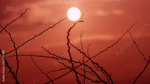 Dry thorny bushes against the backdrop of a red sunset and the sun. Dry season