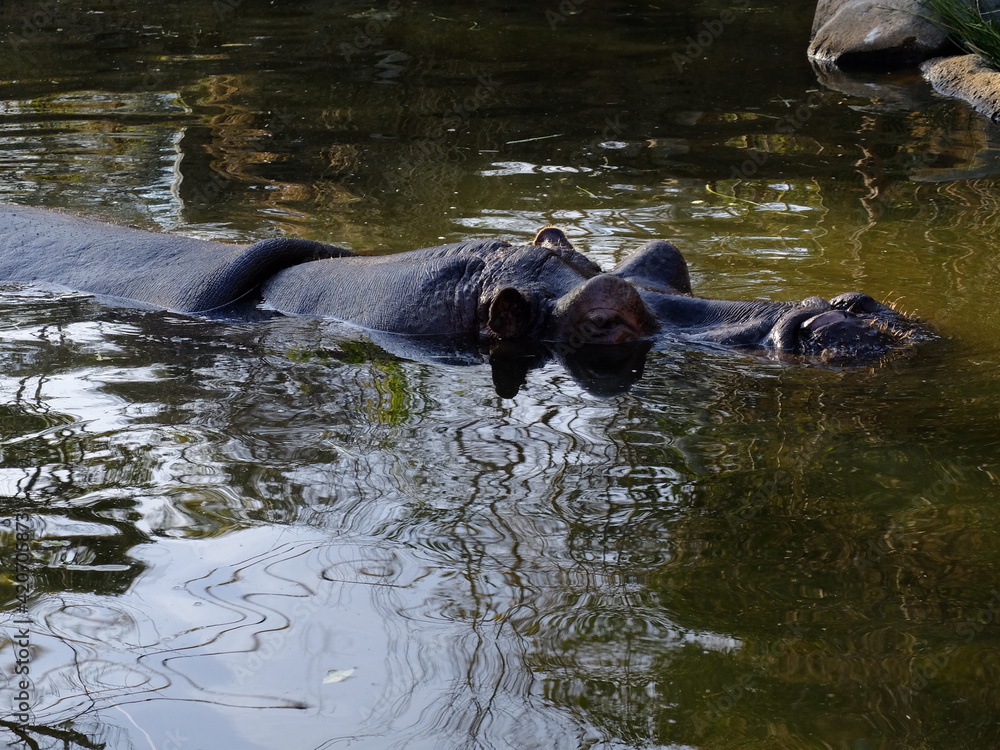 Fototapeta premium カバ