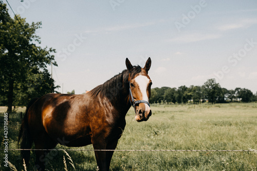 Brown horse in a field behind barbed wire photo