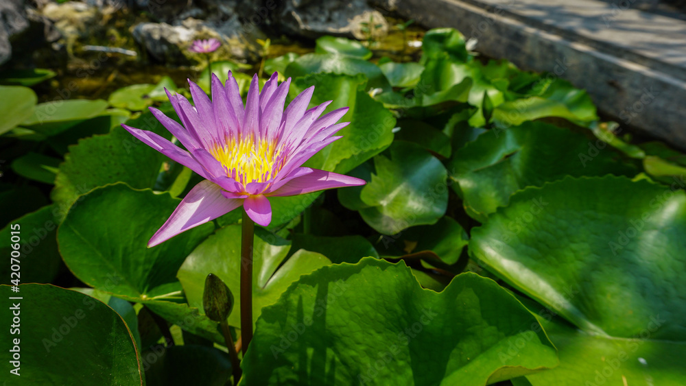 Pink lotus flower in a pond surrounded by green leaves Pink lotus flower in a pond surrounded by green leaves
