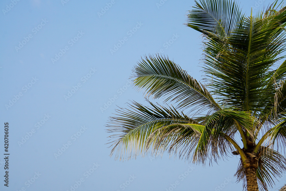 Leaves of a palm tree against blue sky