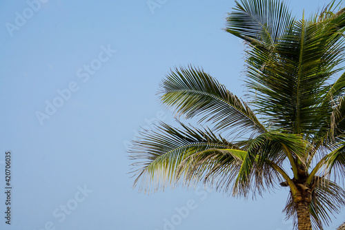 Leaves of a palm tree against blue sky © Andor