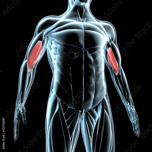 3D Illustration of the Brachialis Muscles on Xray Musculature photo