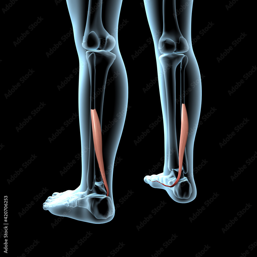3D Illustration of the Flexor Hallucis Longus Muscles Anatomical Position on Xray Body 3D Illustration of the Flexor Hallucis Longus Muscles Anatomical Position on Xray Body