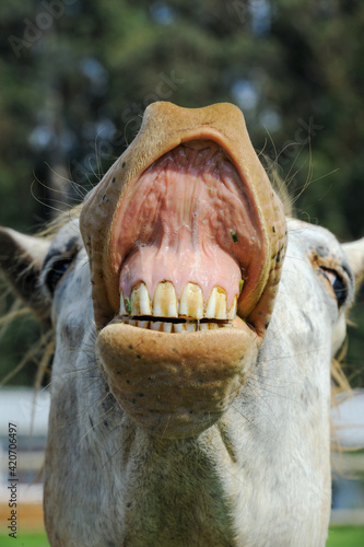 Horse laughing showing teeth © Matthew