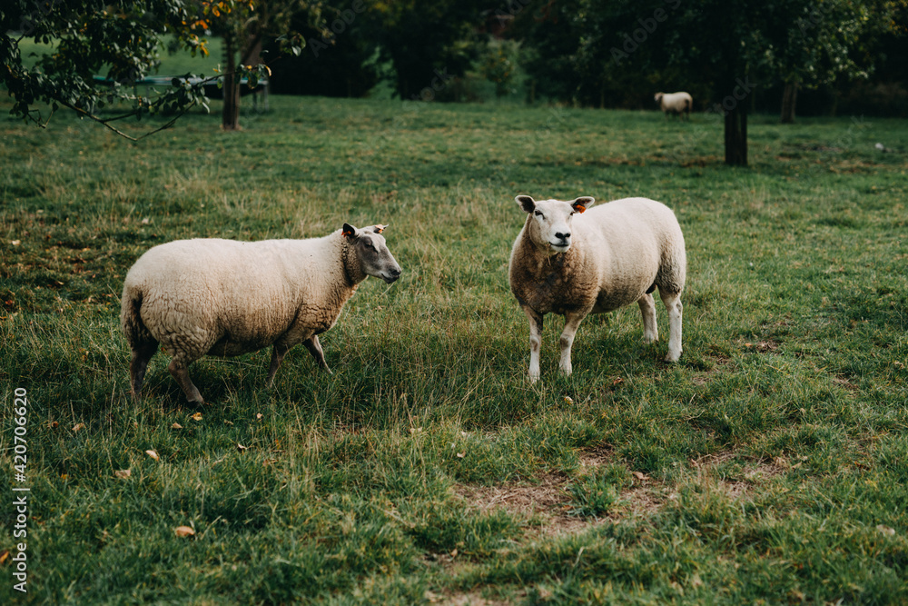 Two sheep on grassland looking at the camera on an autumn day Two sheep on grassland looking at the camera on an autumn day