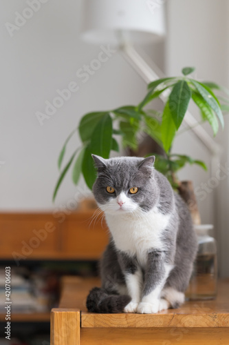 British shorthair cat sitting on the table