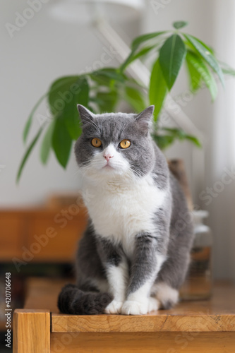 Photography British shorthair cat sitting on the table