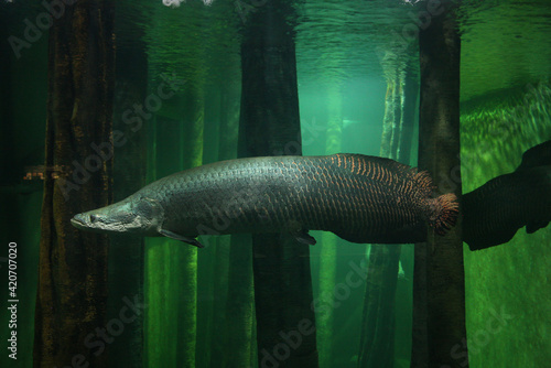 Arapaima gigas fish on aquarium photo