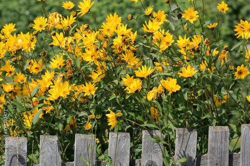 Garten-Sonnenauge (Heliopsis helianthoides) mit gelben Blüten am Gartenzaun