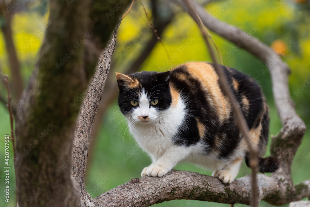 Obraz premium 木に登る三毛猫