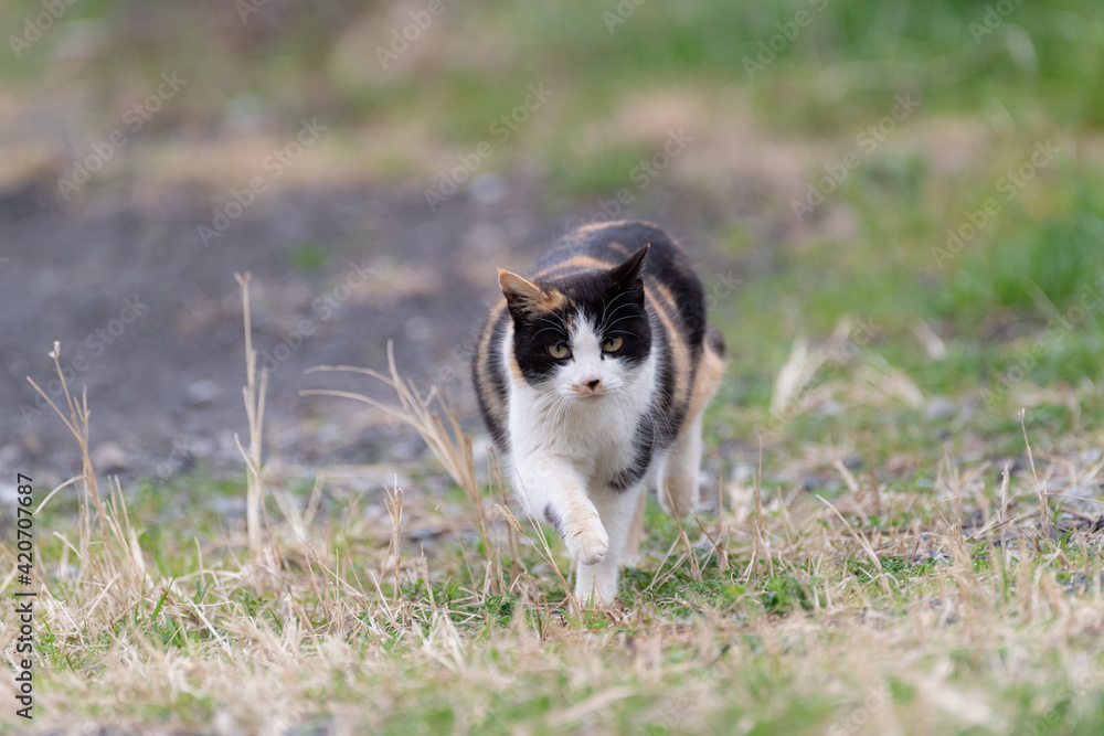 歩く猫　三毛猫