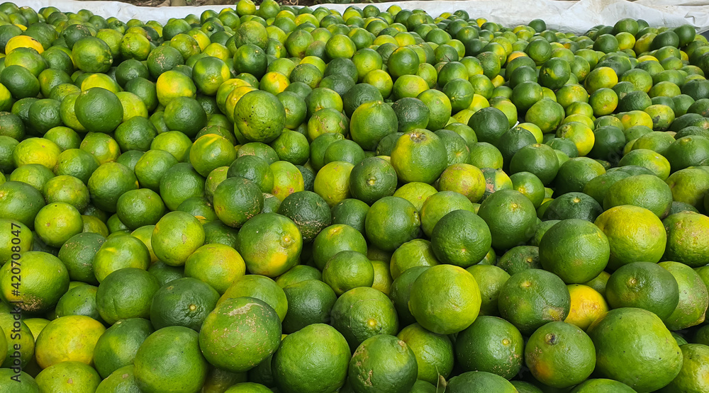 Green raw oranges from hill orange gardens of Bandarban, Bangladesh. Green raw oranges ready for sale early in the morning