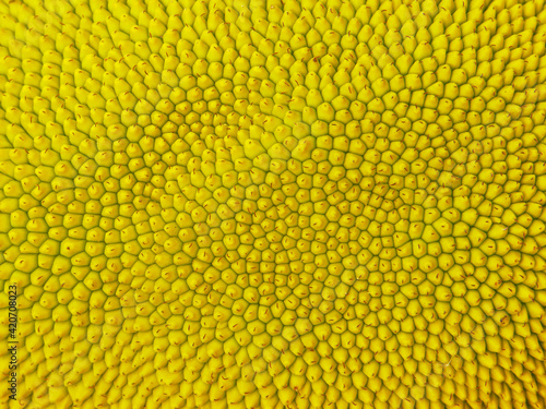 abstract yellow nature blur background of young jackfruit by closeup texture of spiky skin fruit of jack tree for food or graphic design