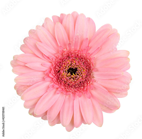Pink gerbera  single flower  isolated macro