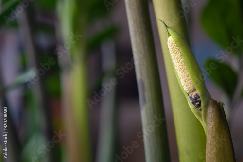 Rare flowering of a Zanzibar flower with the scientific name Zamioculcas or zamifolia  a place for a text describing the plant.