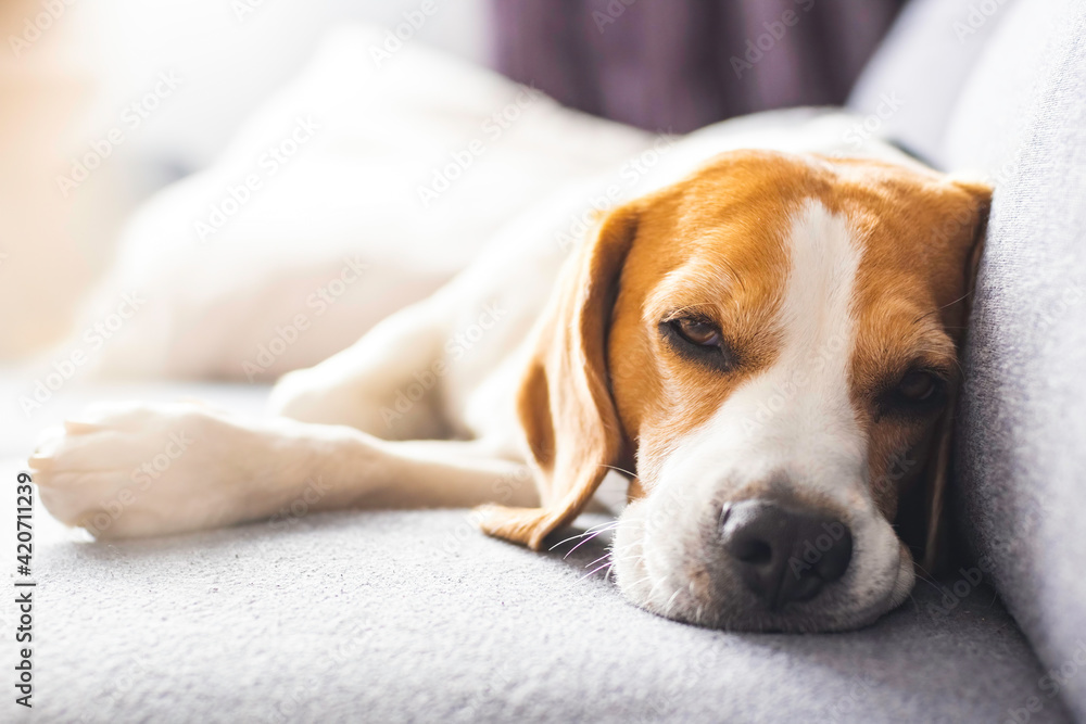 Beagle dog tired sleeps on a couch