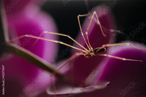 spider on magenta flower photo
