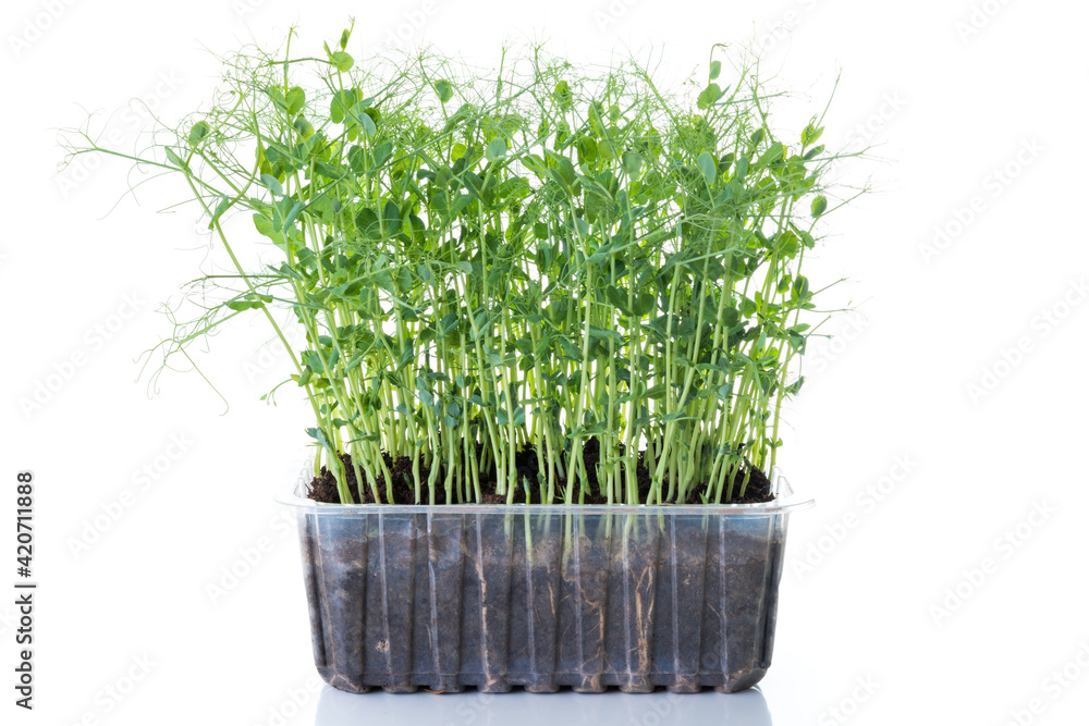 Fototapeta premium young pea plants in plastic container