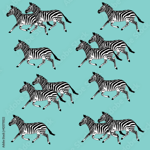 zebra illustration on blue backgrounf