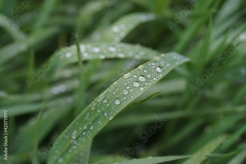dew on grass
