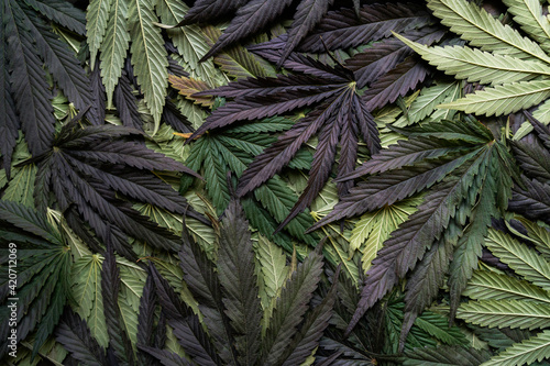 Colorful cannabis fan leaves background photo