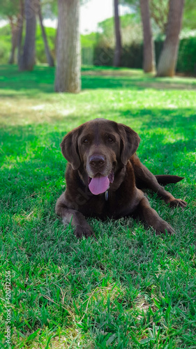 golden retriever puppy