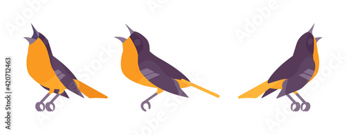 Songbird orange and black set, beautiful singing little musical birds. Wildlife study, ornithology, birdwatching. Vector flat style cartoon illustration isolated on white background, different views
